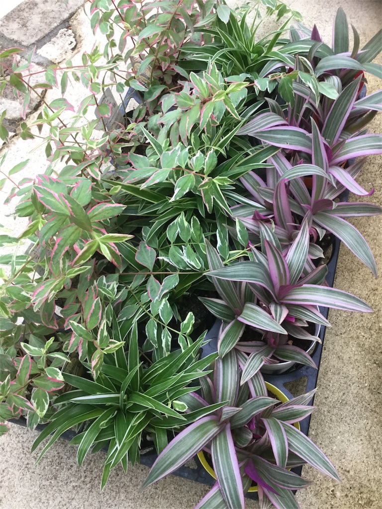 f:id:zappa38:20180623200138j:image