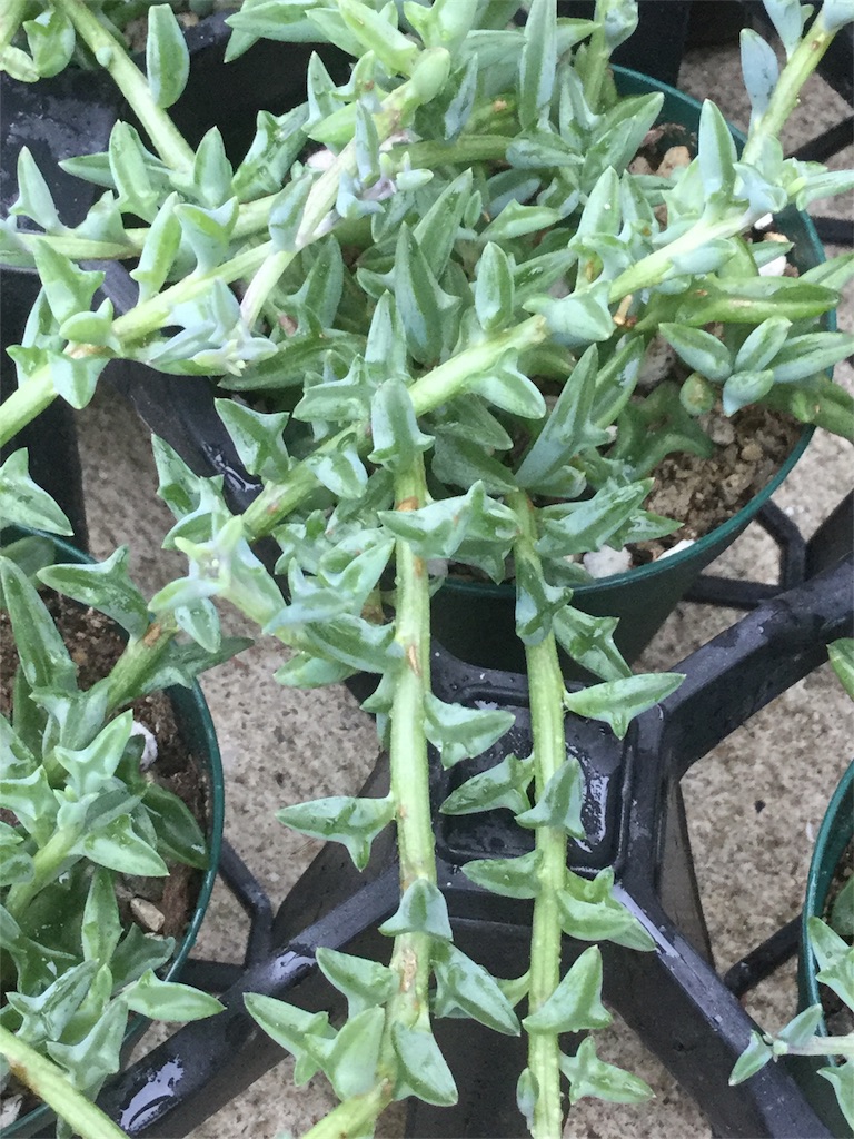 f:id:zappa38:20180629193816j:image