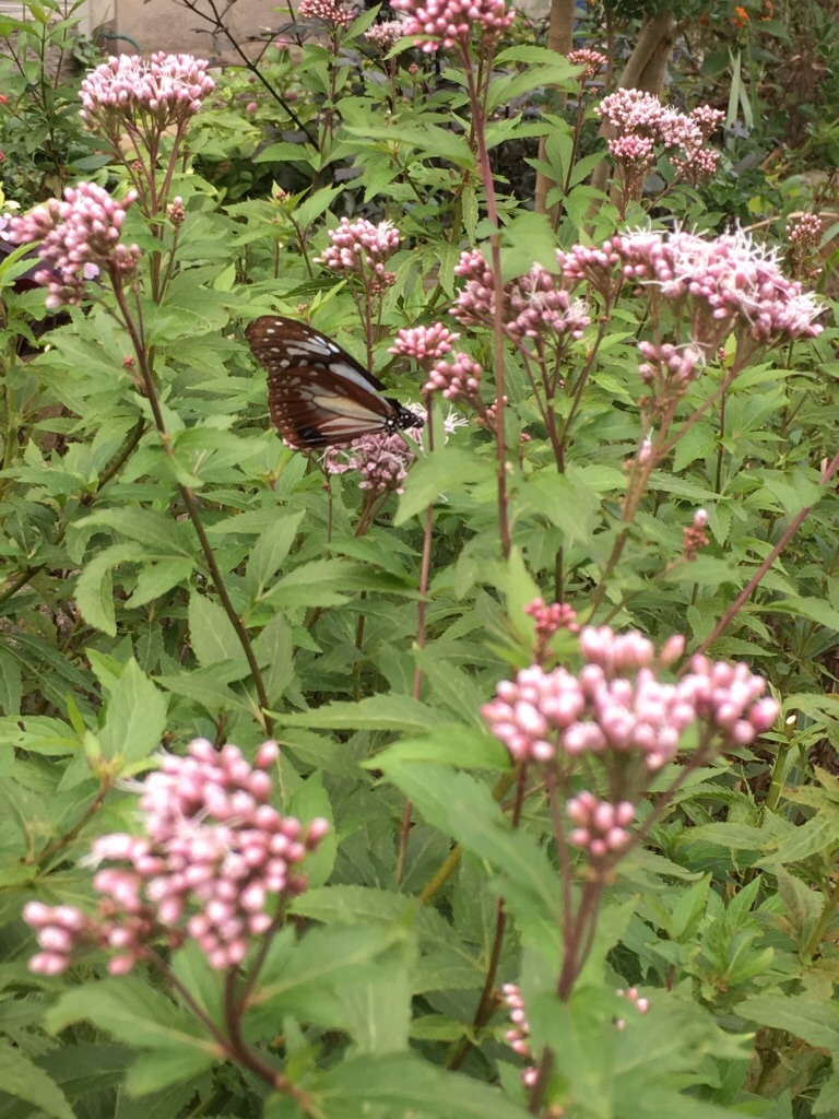 f:id:zappa38:20181012201248j:image