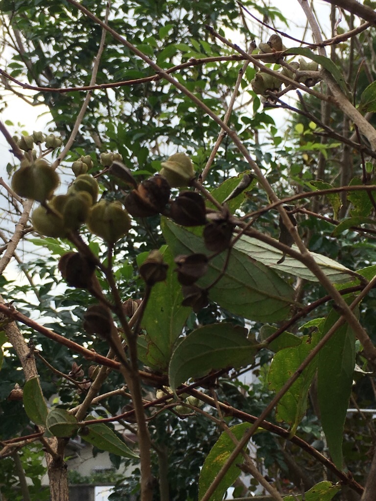 f:id:zappa38:20181012201259j:image