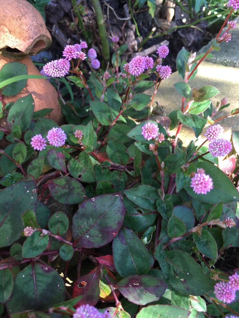 f:id:zappa38:20181030101341j:image f:id:zappa38:20181030101341j:image