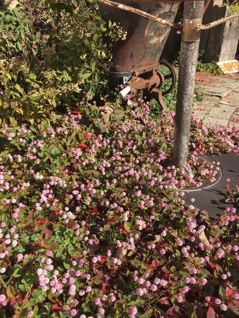 f:id:zappa38:20181030101358j:image f:id:zappa38:20181030101358j:image