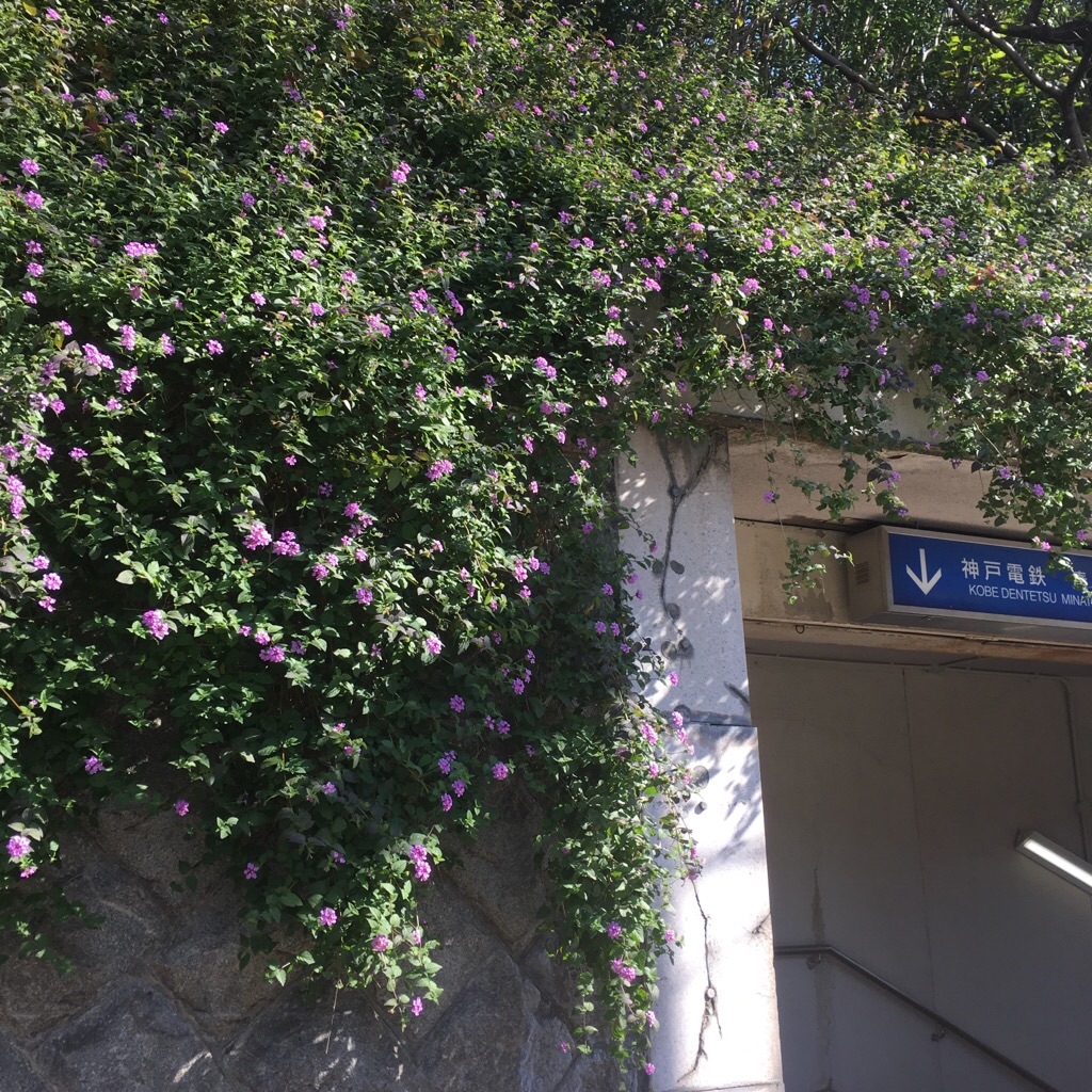 f:id:zappa38:20181110155051j:image