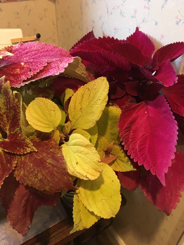 f:id:zappa38:20181129194822j:image