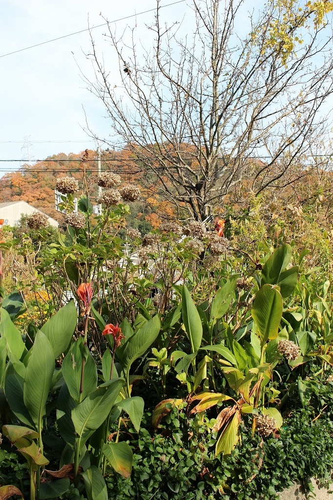 f:id:zappa38:20181202172556j:plain f:id:zappa38:20181202172556j:plain