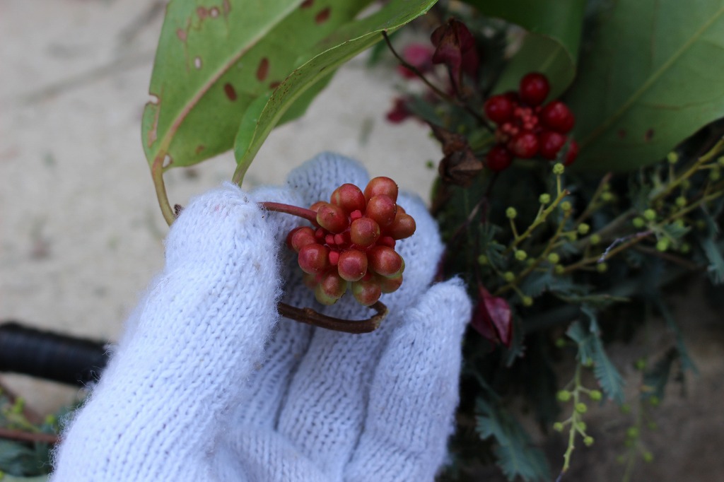 f:id:zappa38:20181202172626j:plain f:id:zappa38:20181202172626j:plain