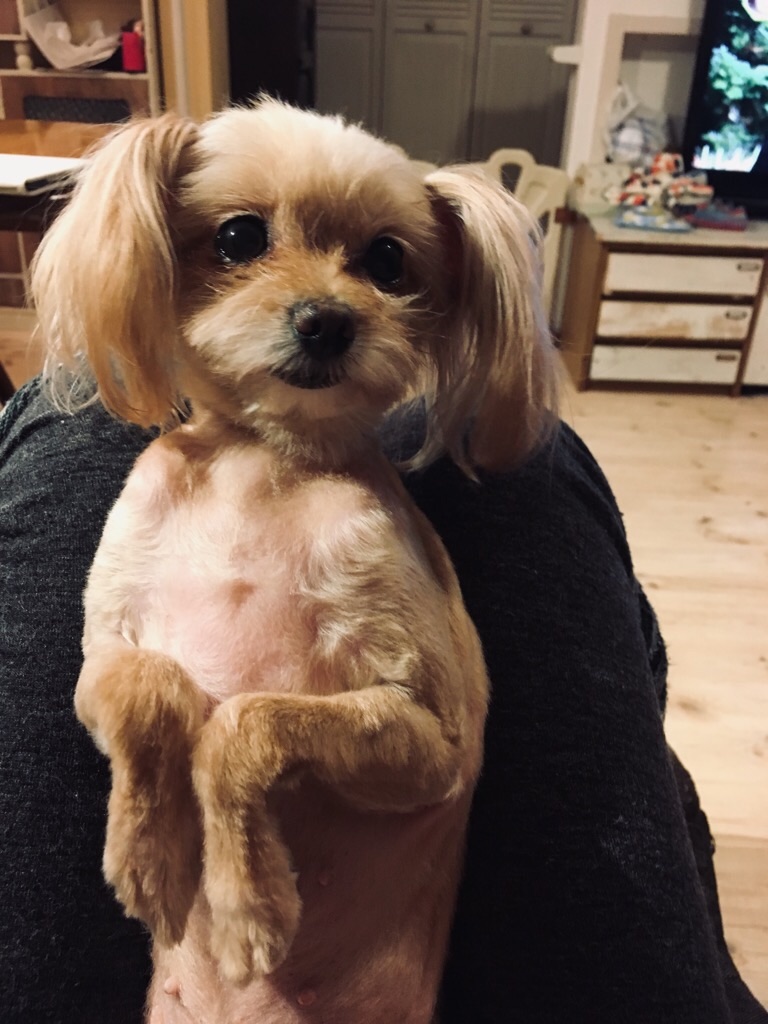 f:id:zappa38:20181203194321j:image