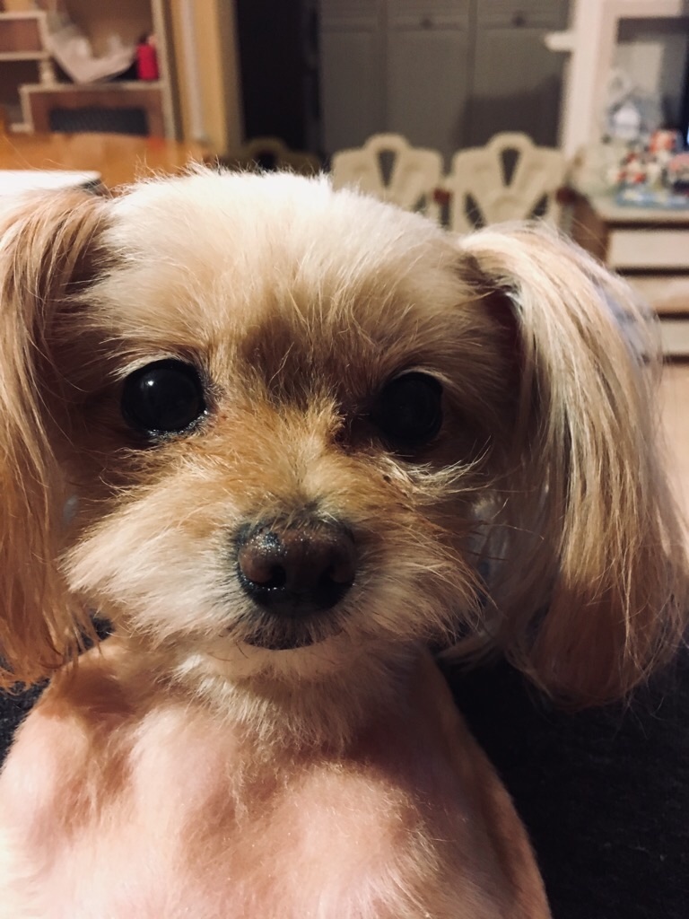 f:id:zappa38:20181203194326j:image