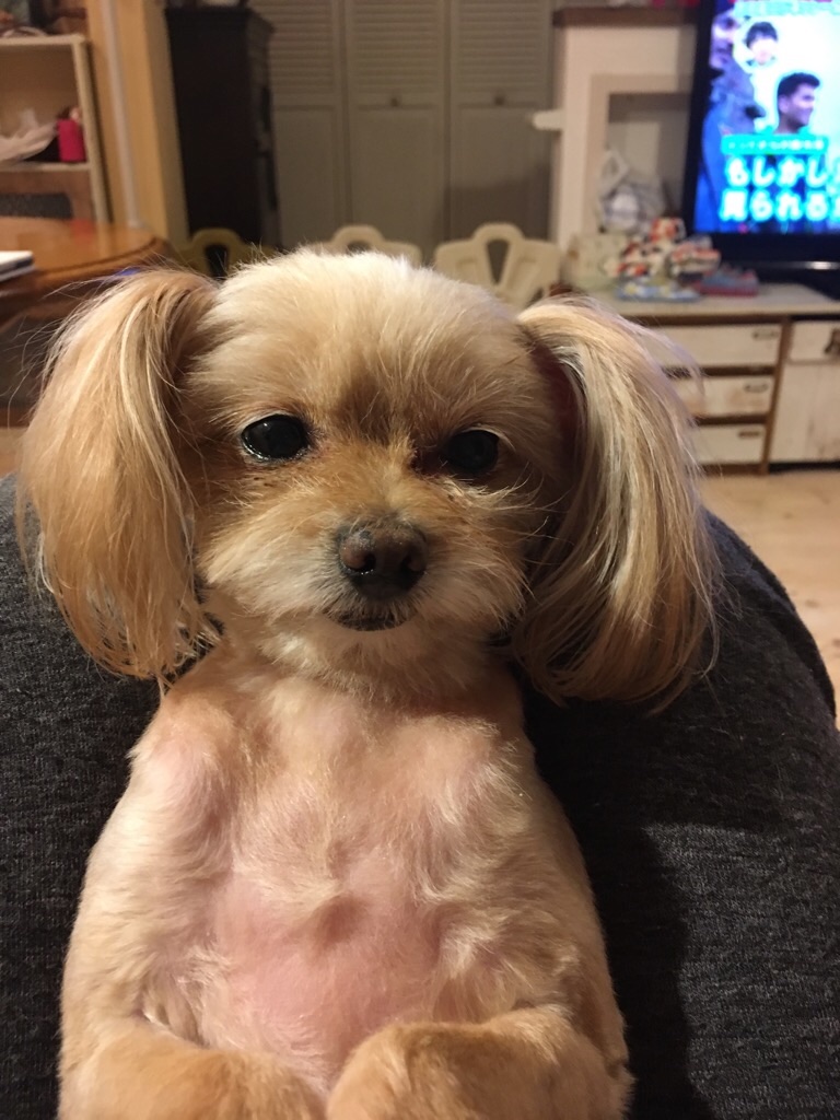 f:id:zappa38:20181203194329j:image