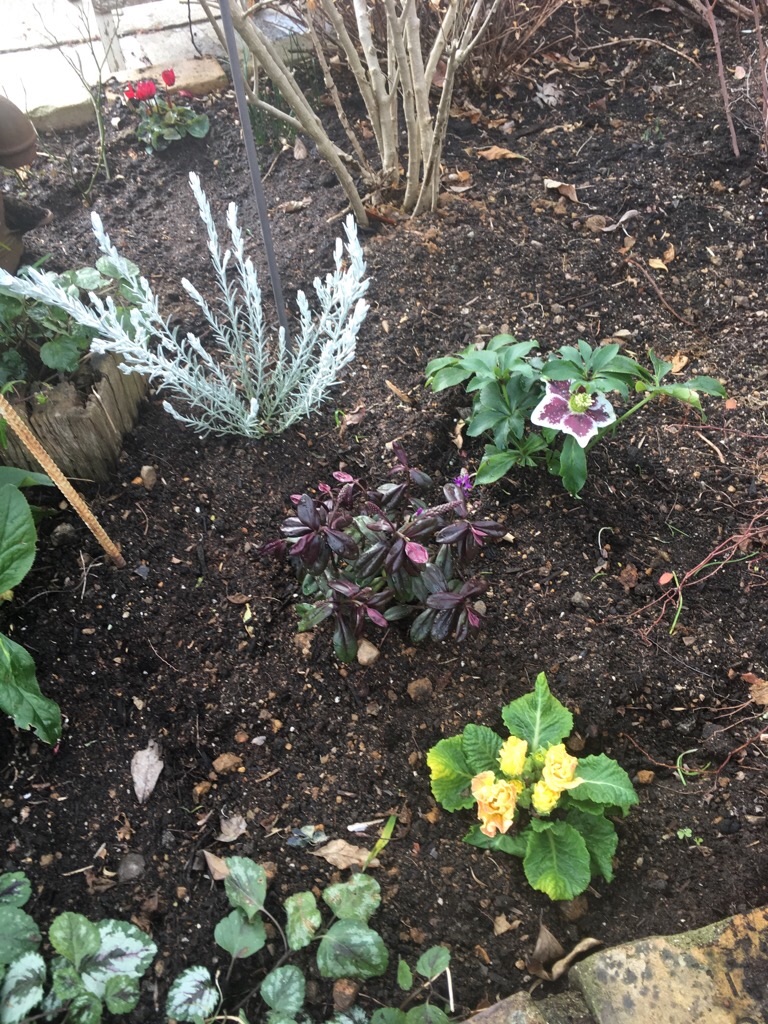 f:id:zappa38:20190126193755j:image