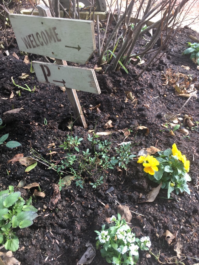 f:id:zappa38:20190126193810j:image