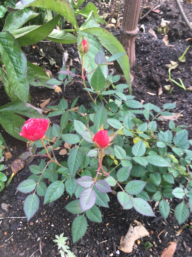 f:id:zappa38:20190126193818j:image