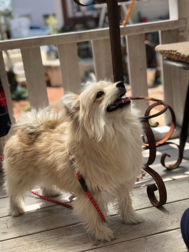 f:id:zappa38:20190413201649j:image