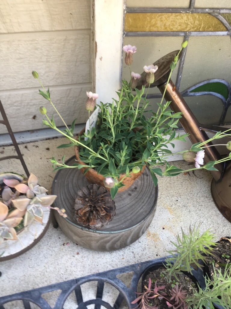 f:id:zappa38:20190512201547j:image f:id:zappa38:20190512201547j:image