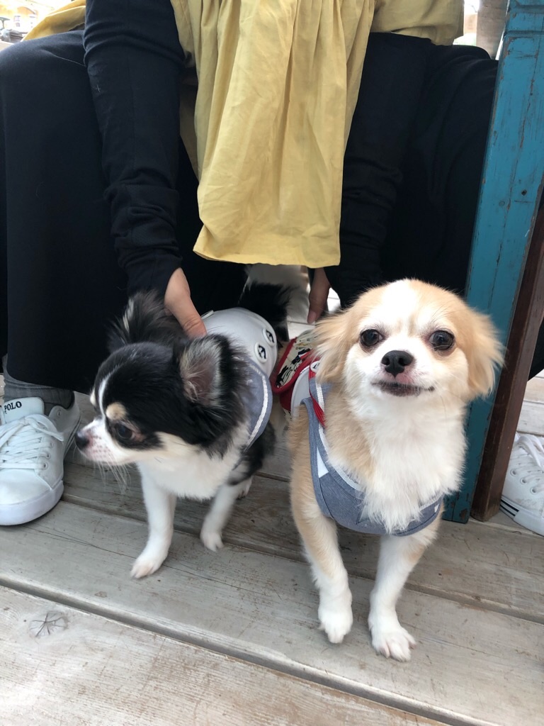 f:id:zappa38:20190630023555j:image f:id:zappa38:20190630023555j:image