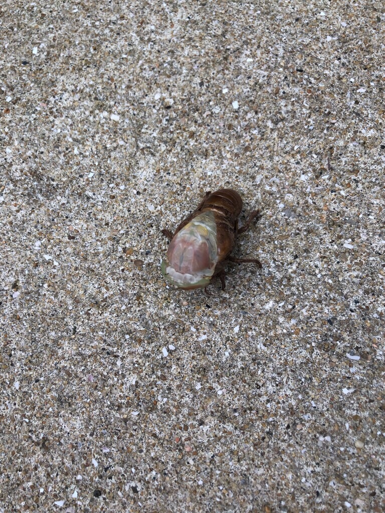 f:id:zappa38:20190721231351j:image f:id:zappa38:20190721231351j:image