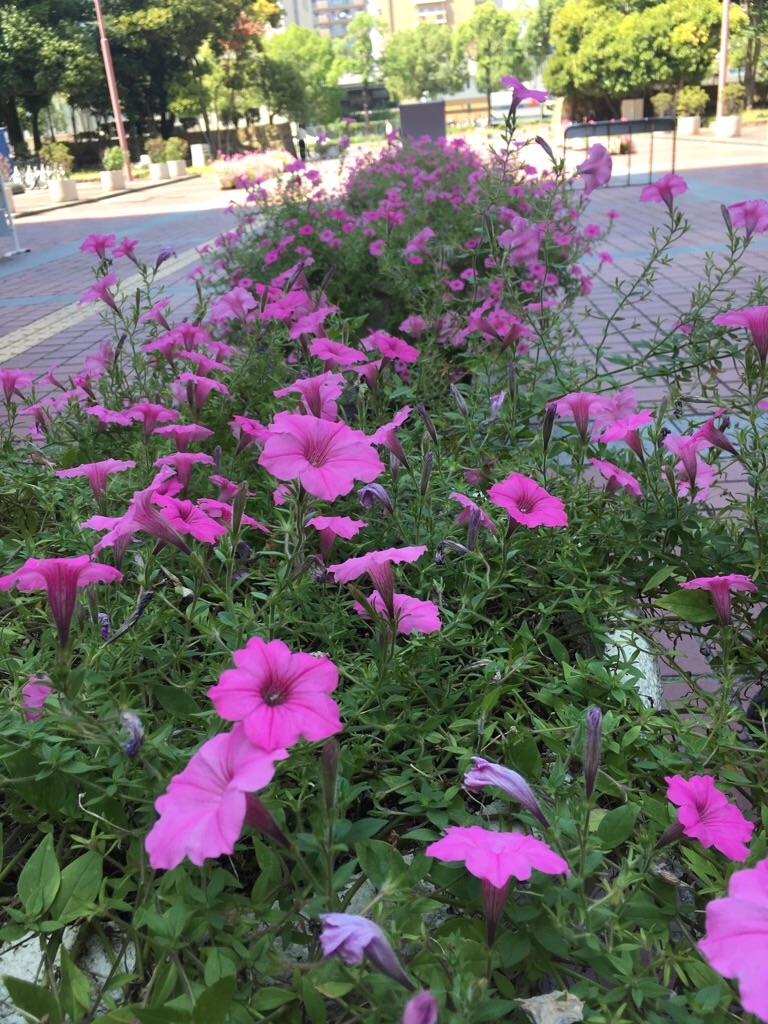 f:id:zappa38:20190826204042j:image