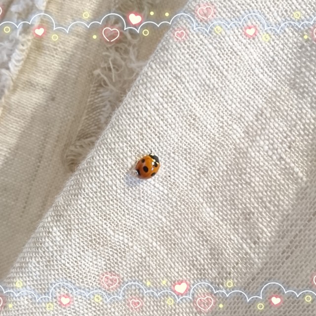 f:id:zappa38:20190828235030j:image f:id:zappa38:20190828235030j:image