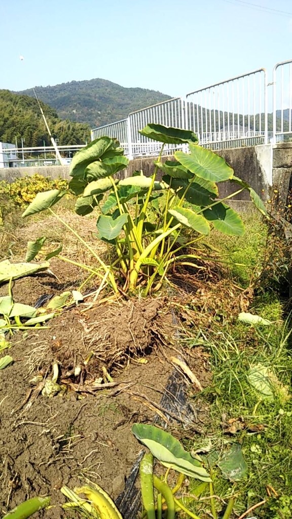 f:id:zappa38:20191030193939j:image