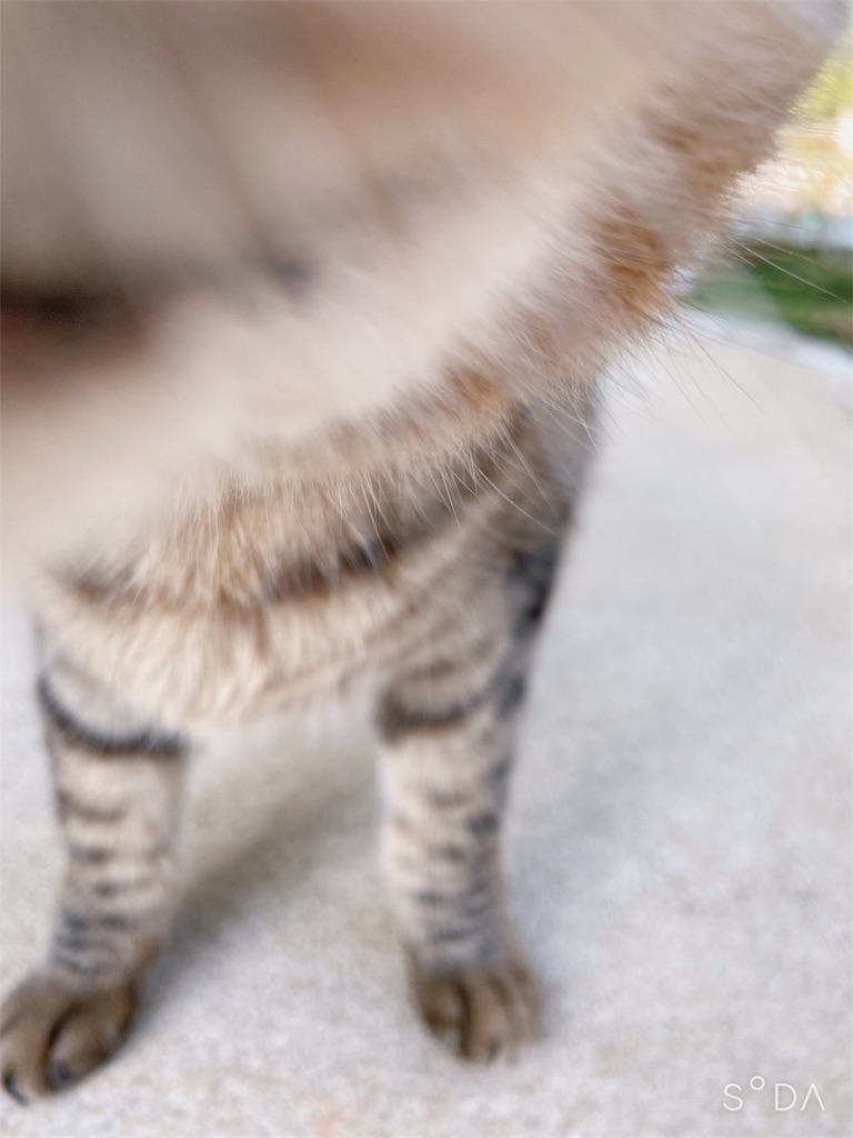 f:id:zappa38:20191109205242j:image f:id:zappa38:20191109205242j:image