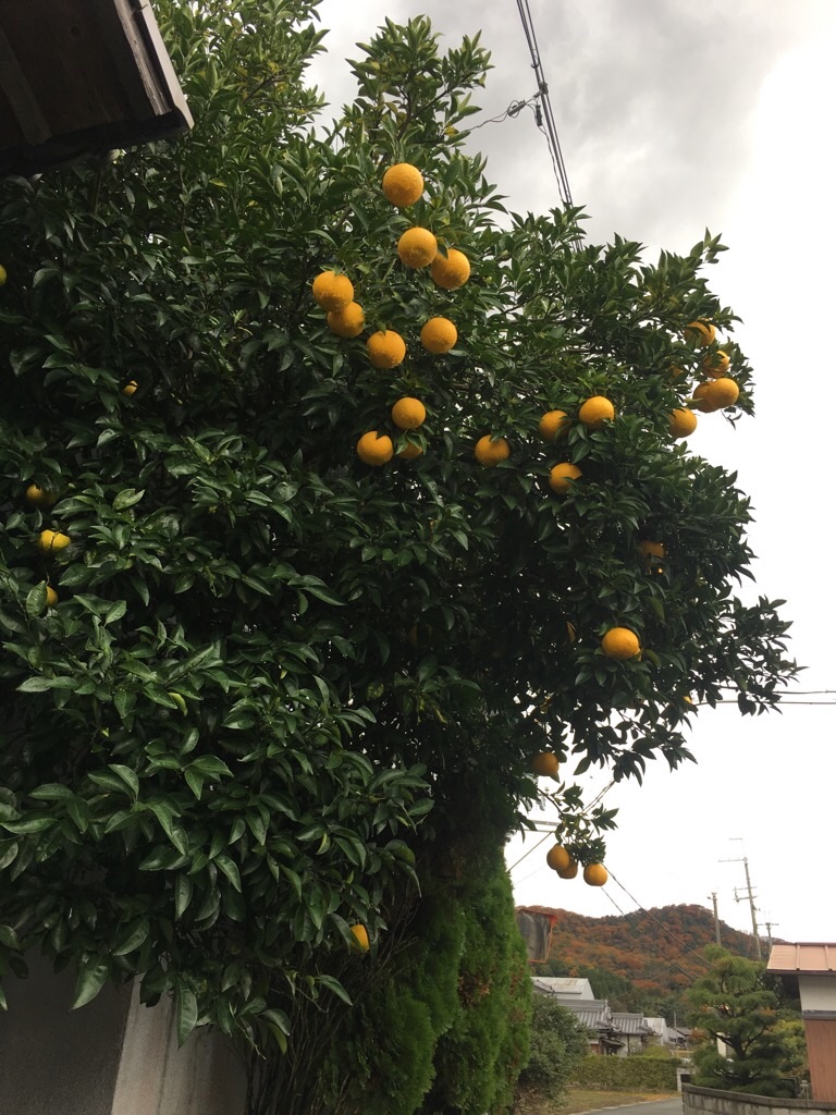 f:id:zappa38:20191202201002j:image f:id:zappa38:20191202201002j:image