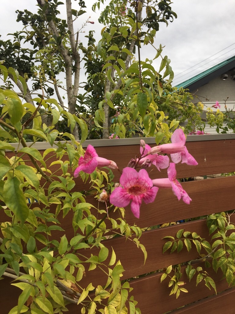 f:id:zappa38:20191202201010j:image f:id:zappa38:20191202201010j:image