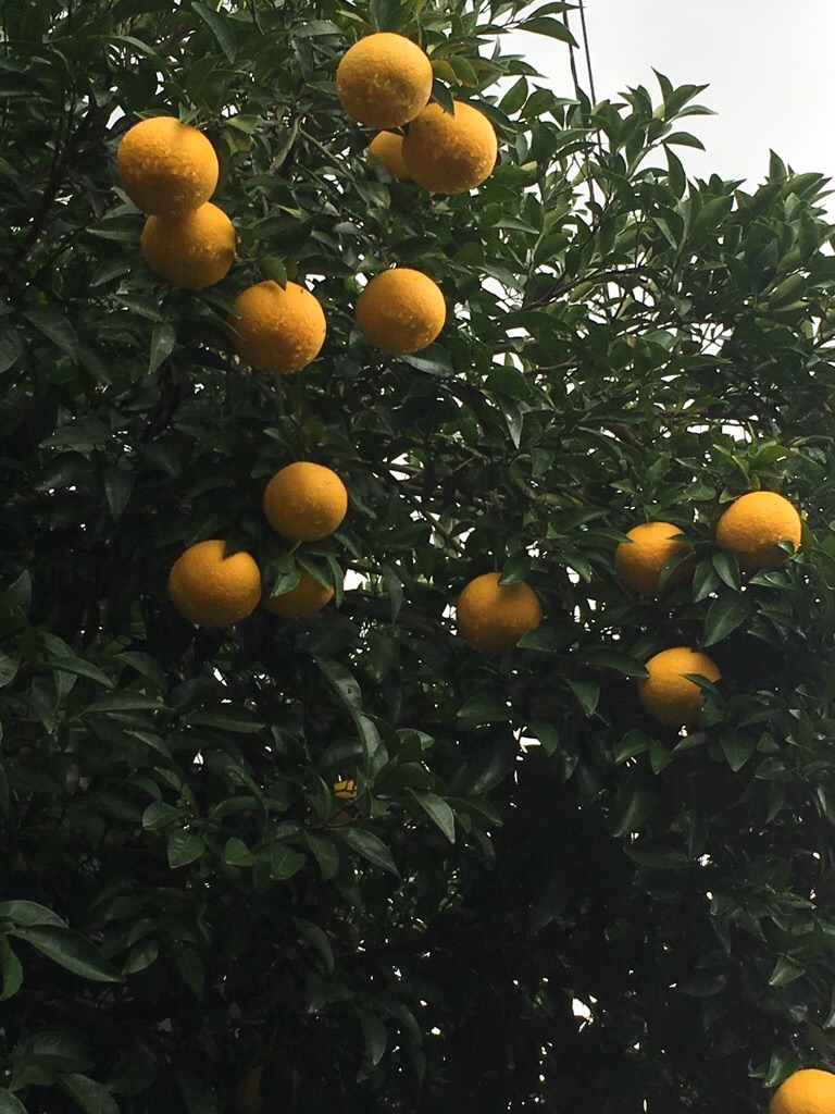 f:id:zappa38:20191202201021j:image f:id:zappa38:20191202201021j:image