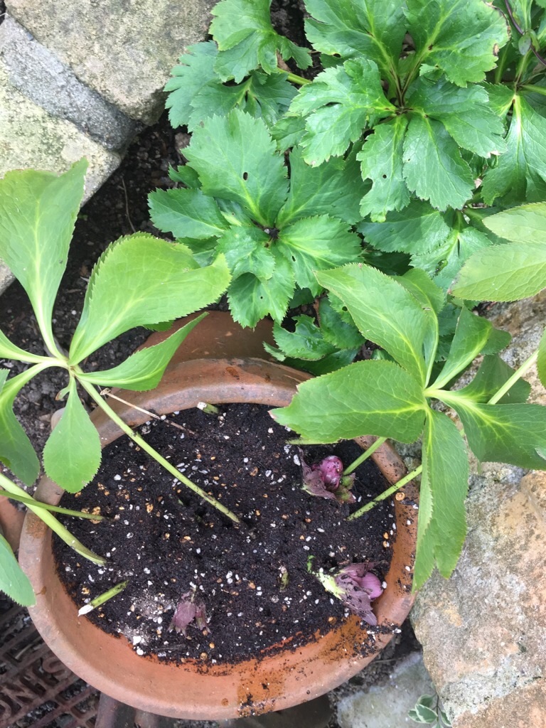 f:id:zappa38:20200120201939j:image f:id:zappa38:20200120201939j:image