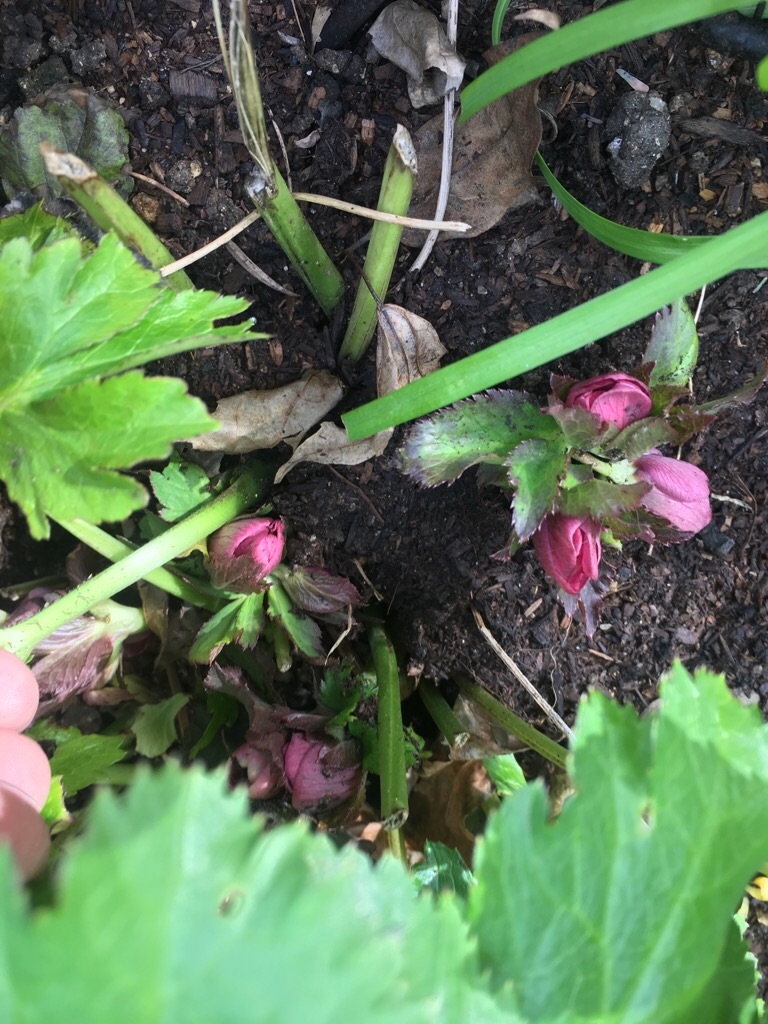 f:id:zappa38:20200120202439j:image f:id:zappa38:20200120202439j:image