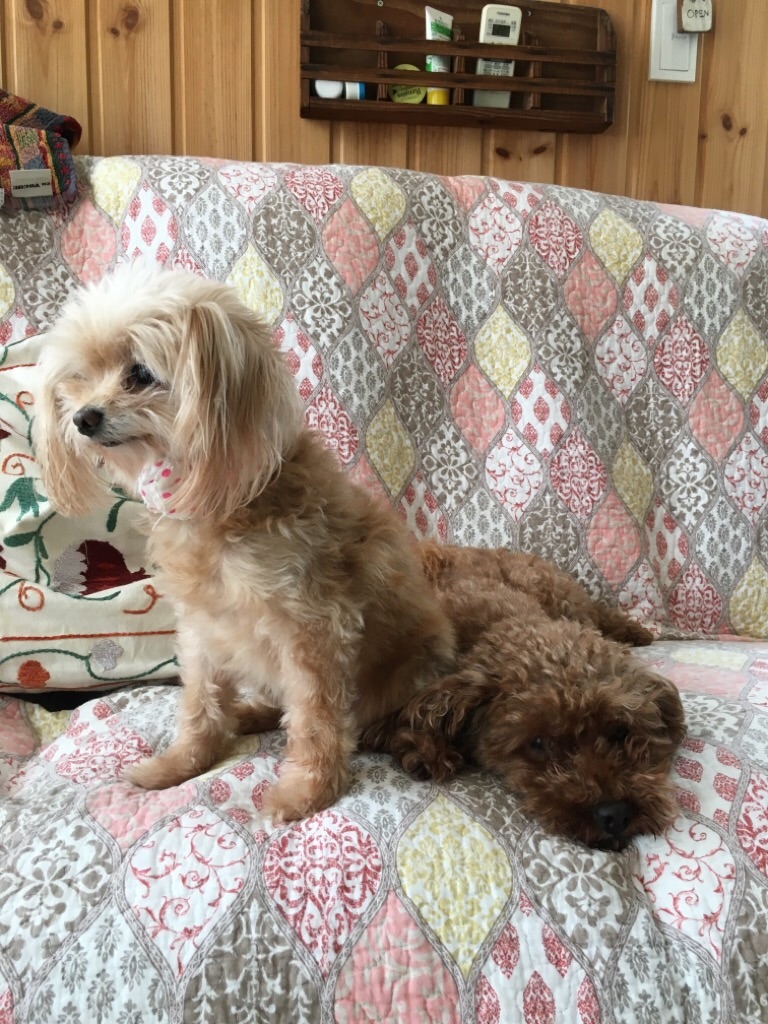 f:id:zappa38:20200329164124j:image