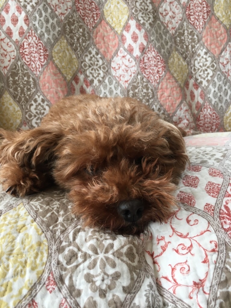 f:id:zappa38:20200329164128j:image