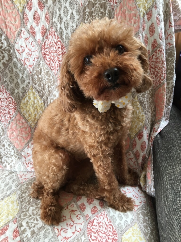 f:id:zappa38:20200329164243j:image