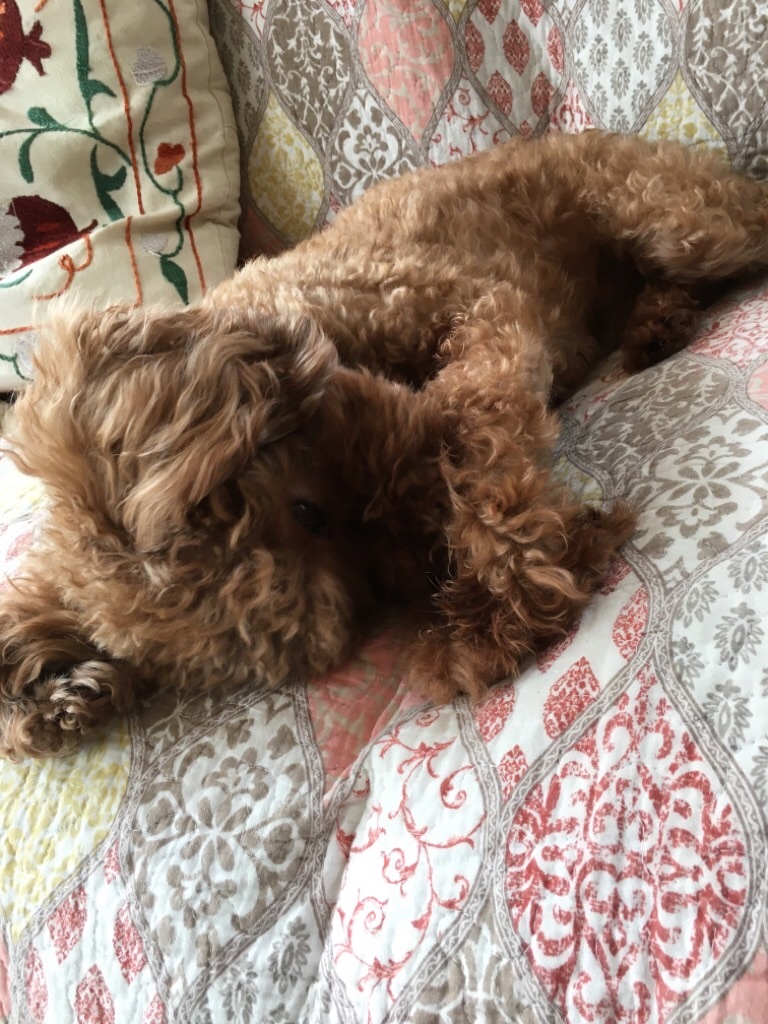 f:id:zappa38:20200329164253j:image