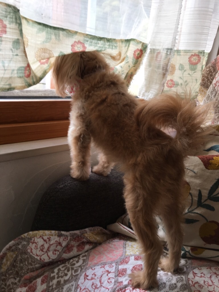 f:id:zappa38:20200329164303j:image