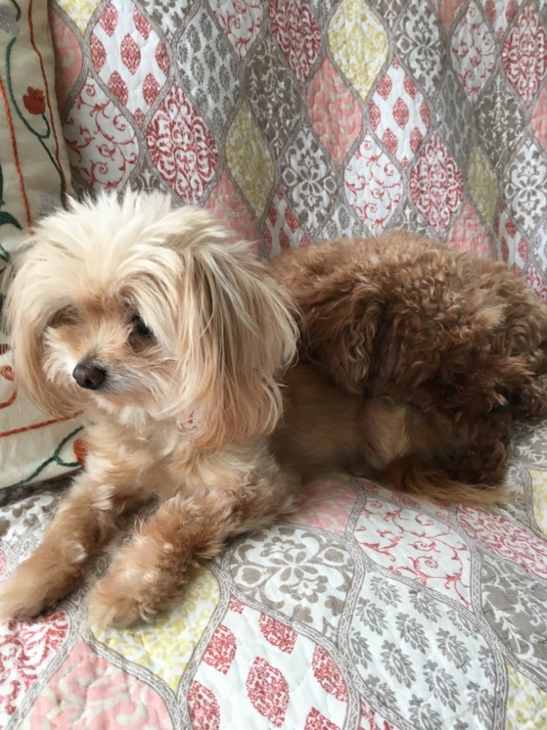 f:id:zappa38:20200329164315j:image