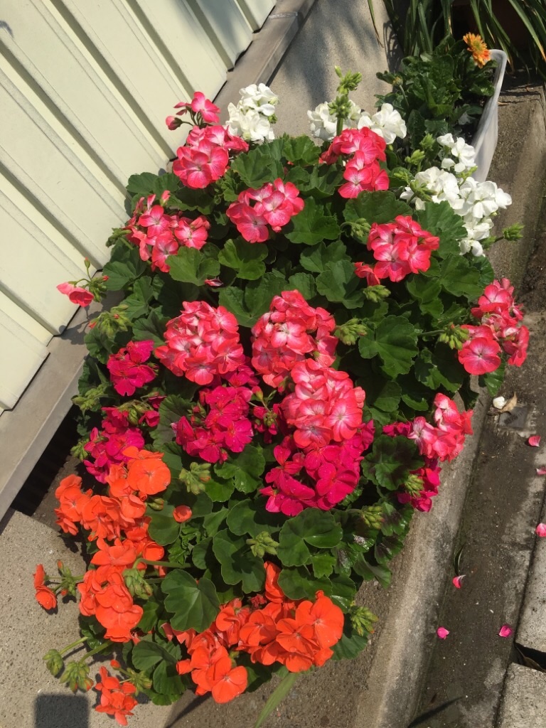 f:id:zappa38:20200418202357j:image f:id:zappa38:20200418202357j:image