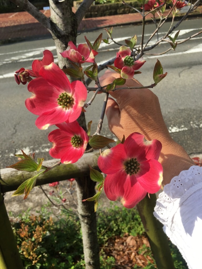 f:id:zappa38:20200418202401j:image f:id:zappa38:20200418202401j:image