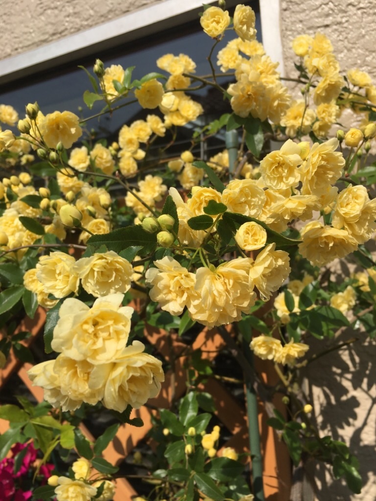 f:id:zappa38:20200418202405j:image f:id:zappa38:20200418202405j:image