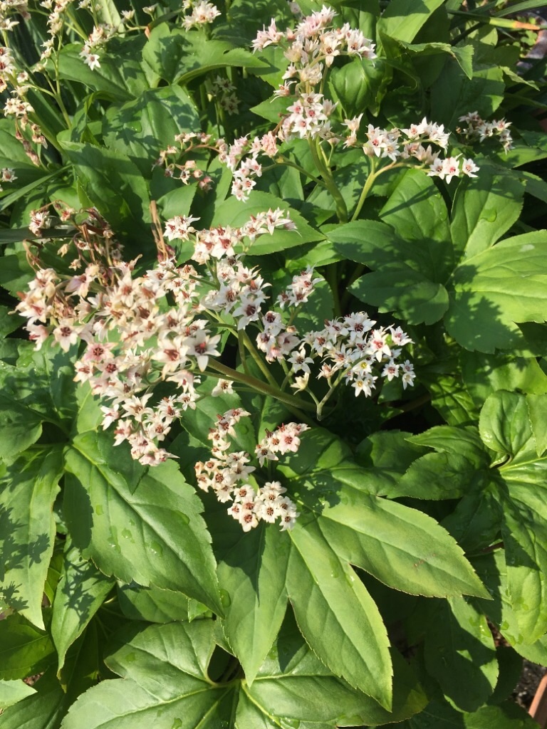 f:id:zappa38:20200418202414j:image f:id:zappa38:20200418202414j:image