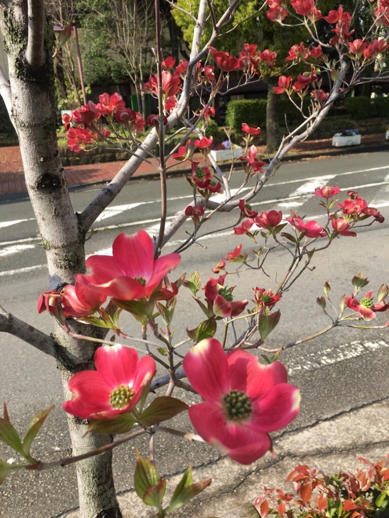 f:id:zappa38:20200418202419j:image f:id:zappa38:20200418202419j:image