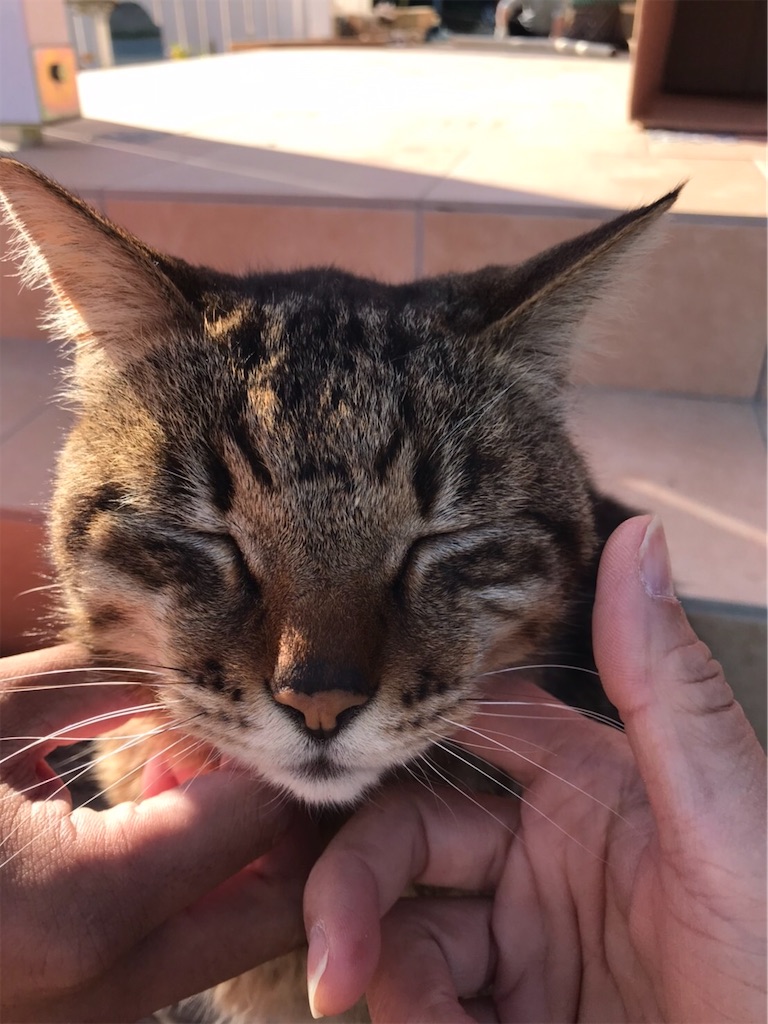 f:id:zappa38:20200425023107j:image f:id:zappa38:20200425023107j:image