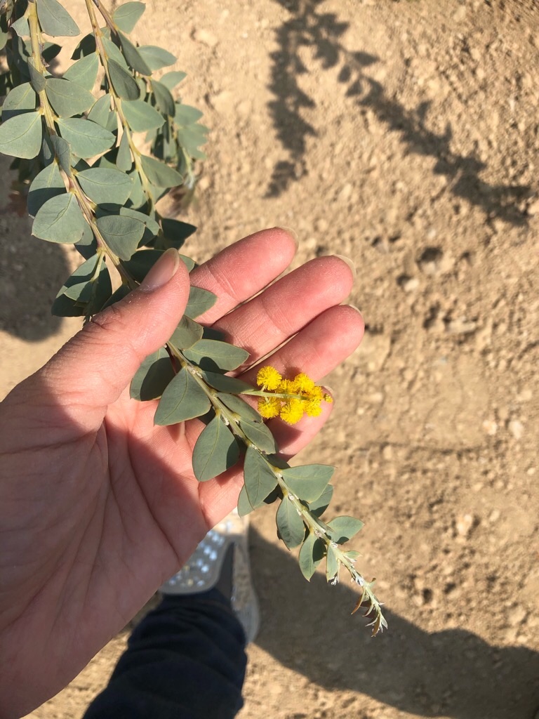 f:id:zappa38:20200429204655j:image