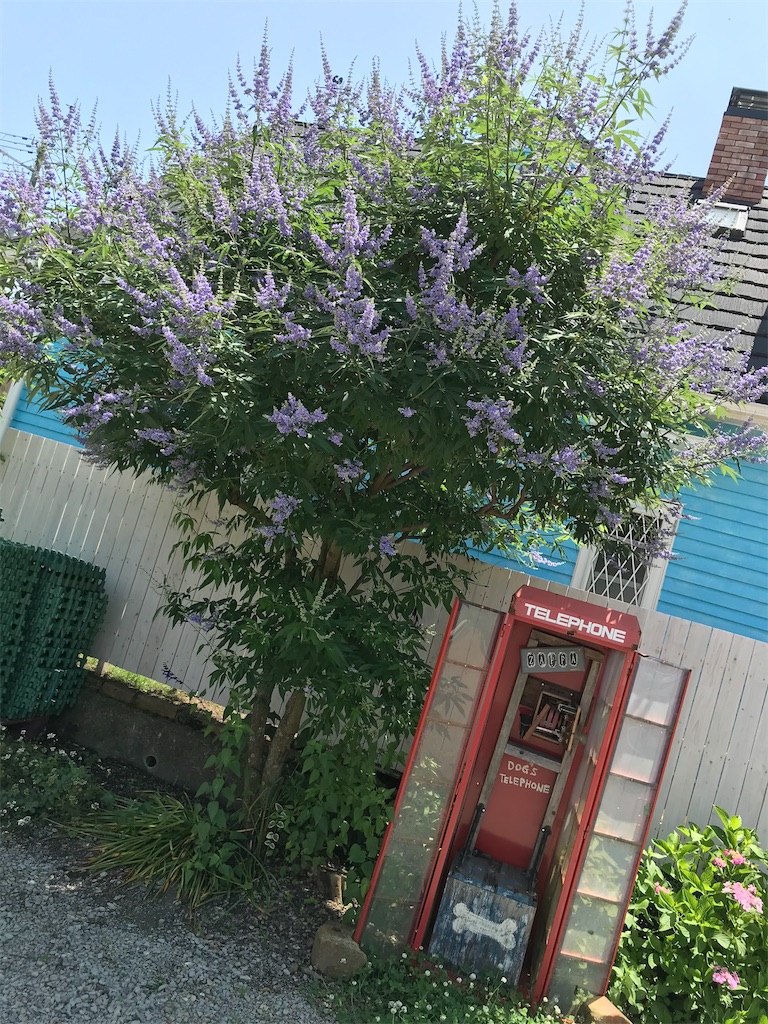 f:id:zappa38:20200701212947j:image f:id:zappa38:20200701212947j:image