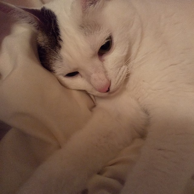 f:id:zappa38:20200716230545j:image