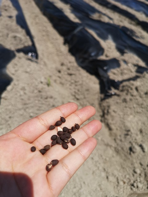 f:id:zappa38:20200809112117j:image f:id:zappa38:20200809112117j:image