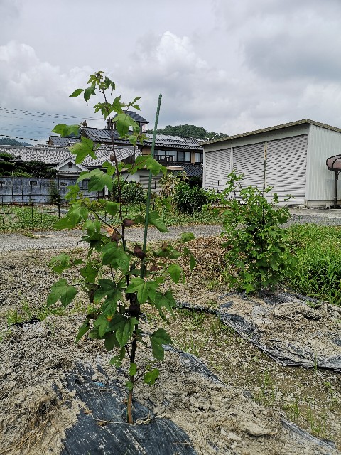 f:id:zappa38:20200809112133j:image f:id:zappa38:20200809112133j:image