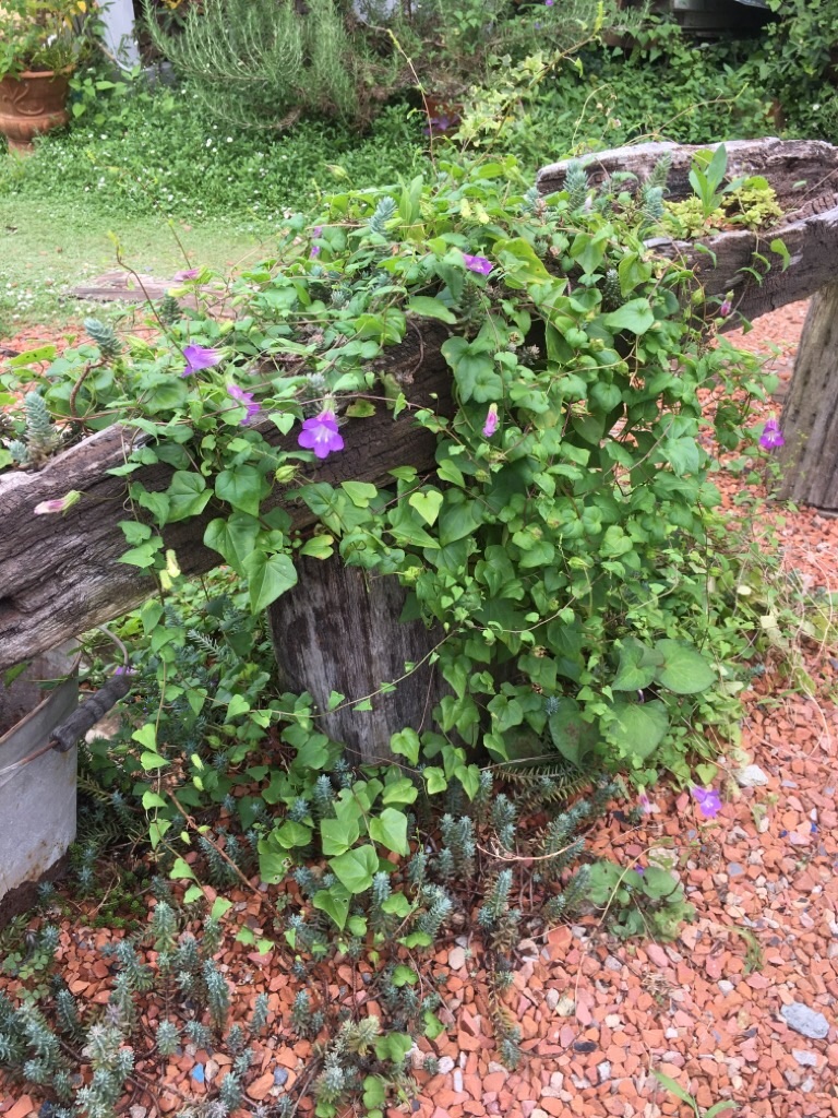 f:id:zappa38:20200810220431j:image f:id:zappa38:20200810220431j:image