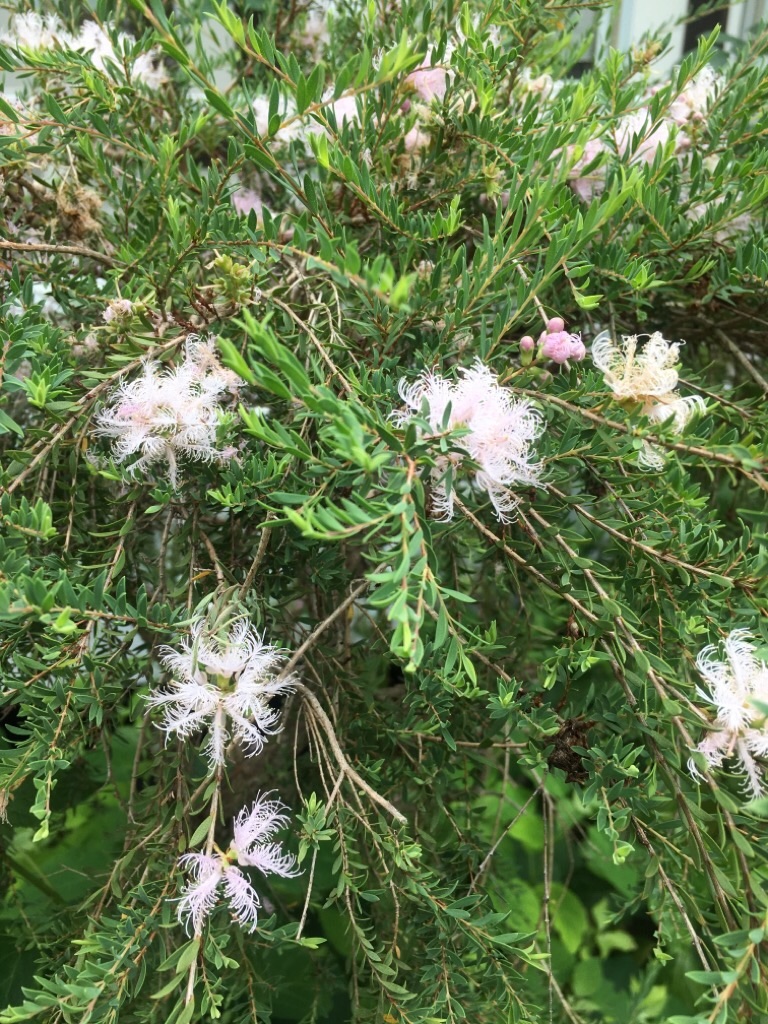 f:id:zappa38:20200810220439j:image f:id:zappa38:20200810220439j:image