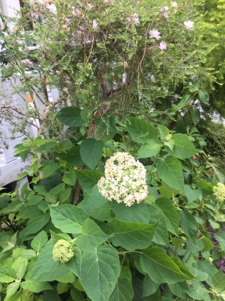 f:id:zappa38:20200810220543j:image f:id:zappa38:20200810220543j:image