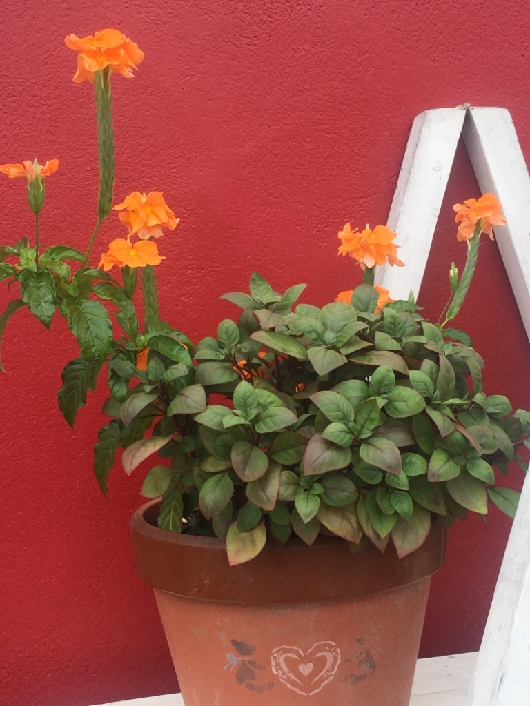 f:id:zappa38:20200904192731j:image